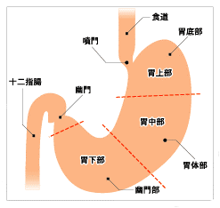 胃について